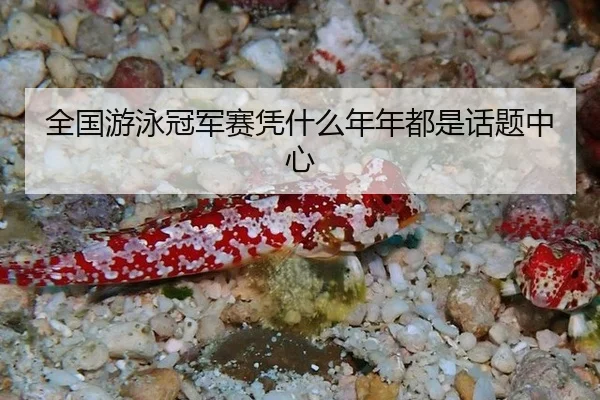 全国游泳冠军赛凭什么年年都是话题中心